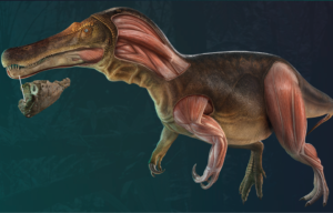 Illustration of the Iberospinus natarioi